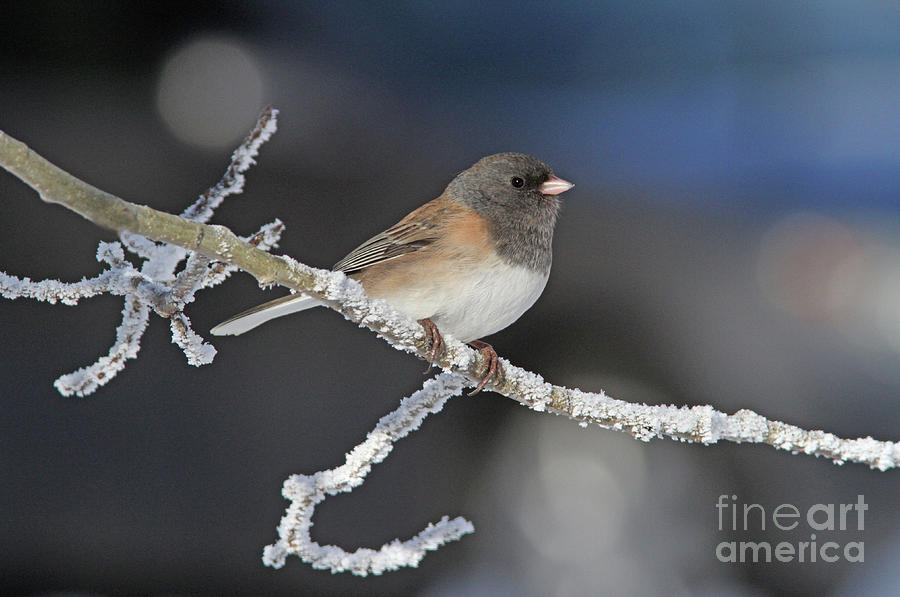 Dark-eyed Junco #30 Photograph by Gary Wing
