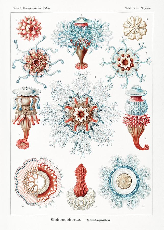 Ernst Haeckel - coral reef - sea life - shield animals Digital Art by ...