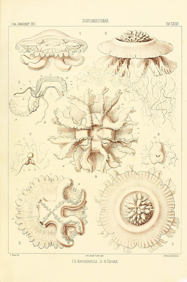 Ernst Haeckel Vintage science illustration Painting by Jean Darmel ...