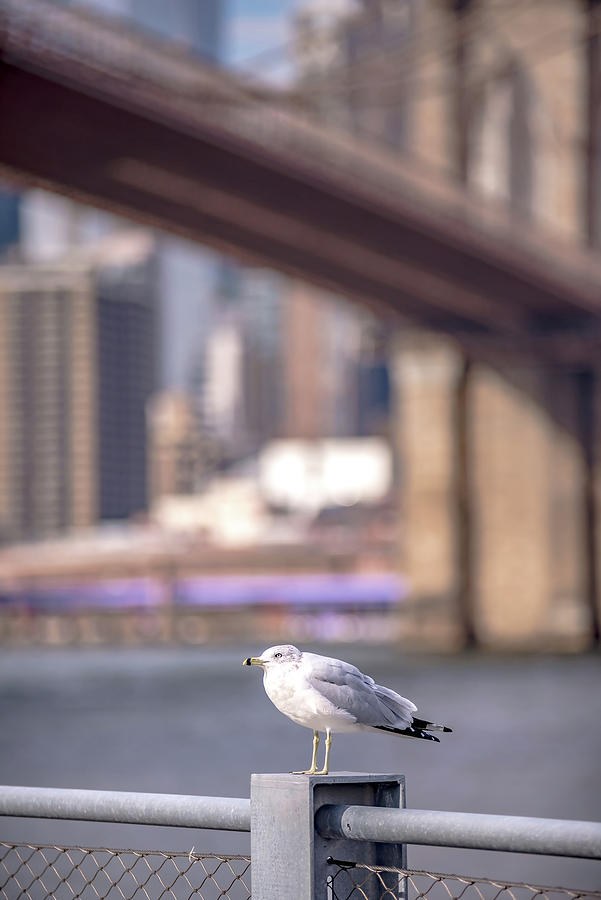 Lower Manhattan New York City Panorama #30 Photograph by Alex Grichenko