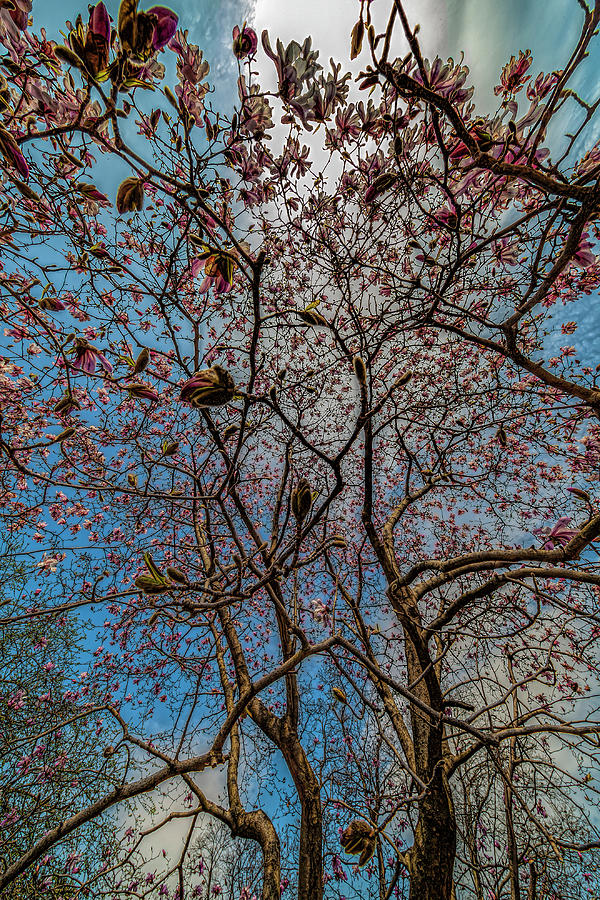 Magnolia Trees #30 Photograph by Robert Ullmann