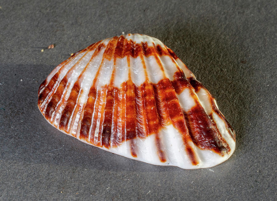 Sea Shells #30 Photograph by Tommy Farnsworth