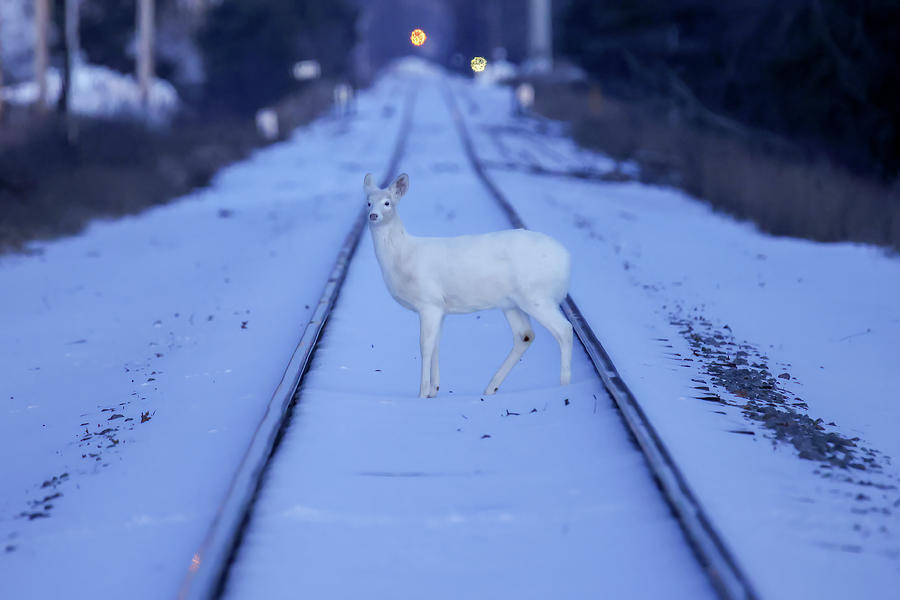 White Deer #30 Photograph by Brook Burling