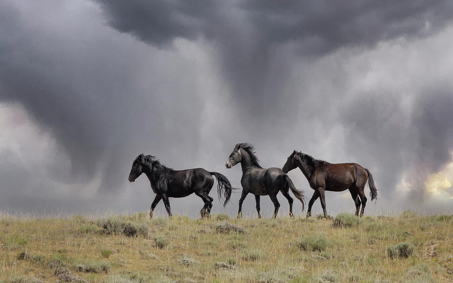Wild Horses #30 Photograph by Laura Terriere