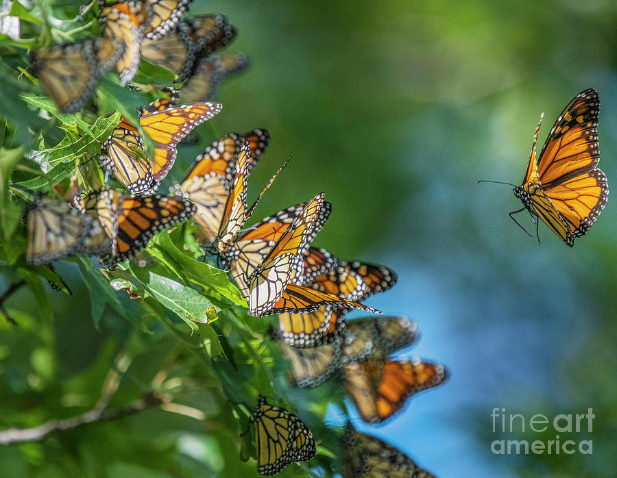 3000 Mile Monarch Migration Photograph by Sandra Rust
