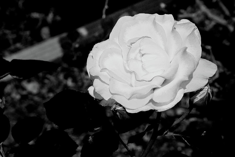Flower Photograph - 30.2024-1 Nicole Carol Miller Rose Black and White #302024 by M K Miller