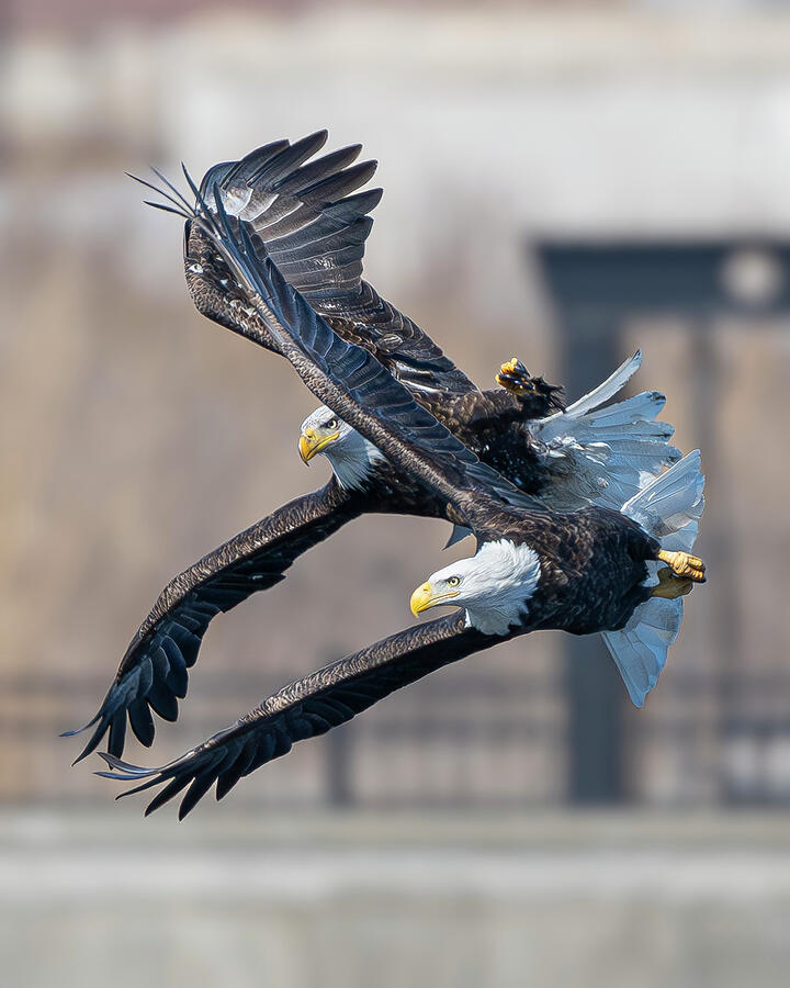 Bald Eagle #31 Photograph by Alan Moore Bald Eagle #31 Photograph by Alan Moore