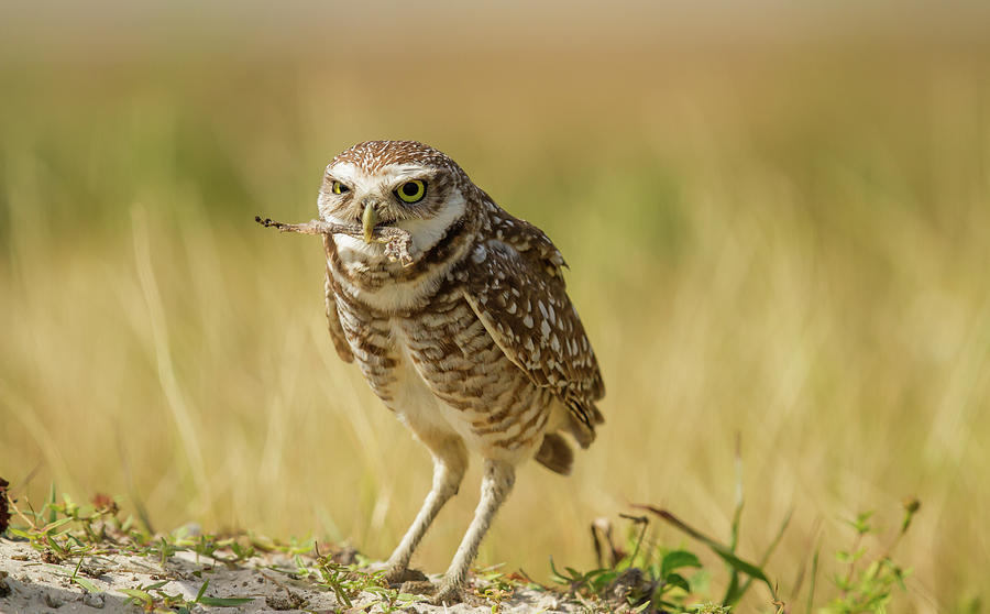 Burrowing Owl Photograph by Doug McPherson