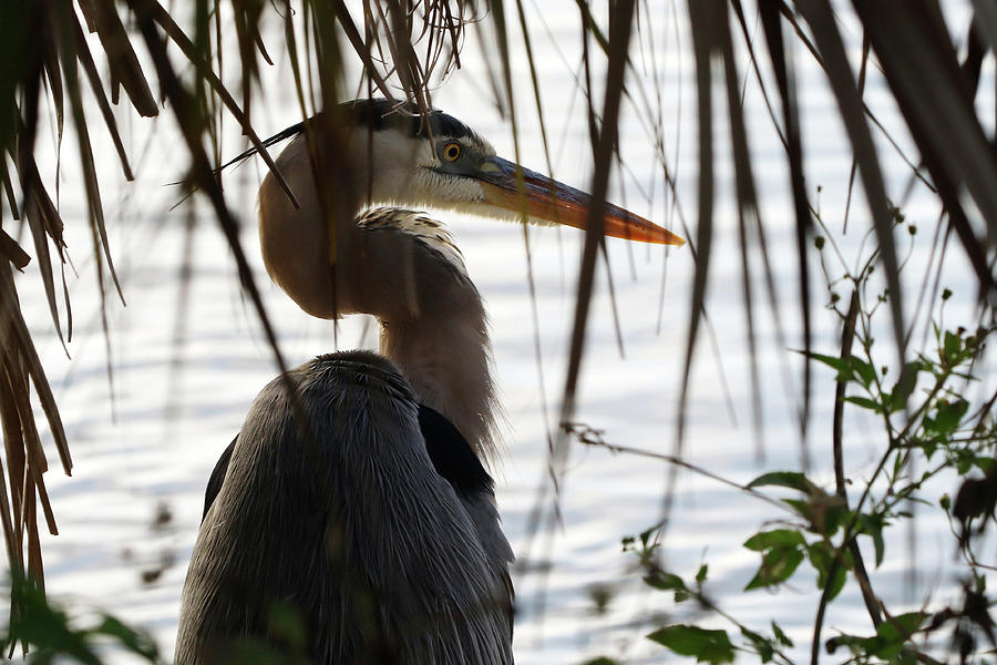 Great Blue Heron Florida #31 Photograph by Bob Savage