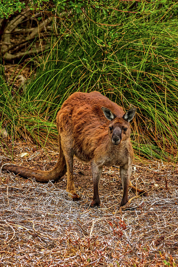 Kangaroo Island Australia #31 Photograph by Paul James Bannerman
