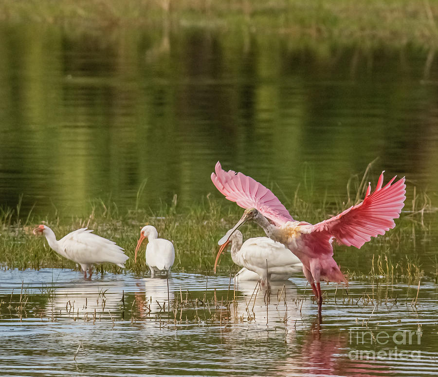 Roseate Spoonbill Photograph By Michael Oliver Fine Art America   31 Roseate Spoonbill Michael Oliver 