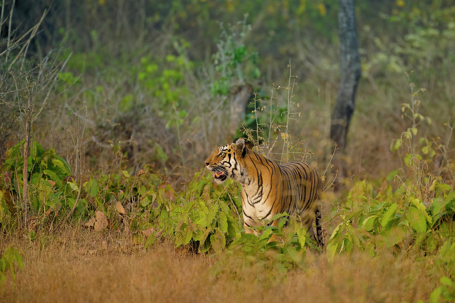 Tiger Of Tadoba Photograph By Kiran Joshi - Fine Art America