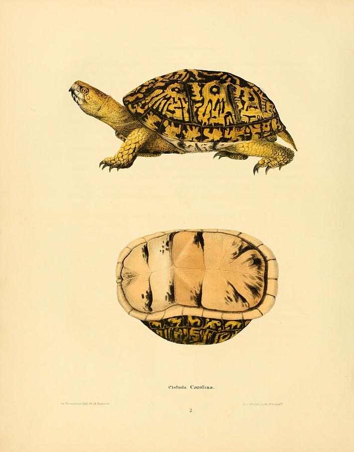 Vintage Turtle and Tortoise illustrations Mixed Media by Beautiful ...