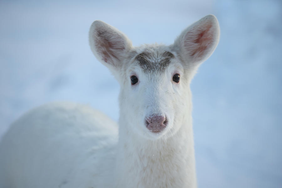 White Deer #31 Photograph by Brook Burling