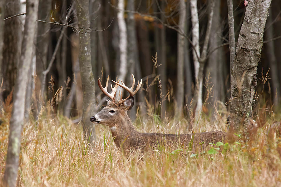 Whitetail Deer #31 Photograph by Brook Burling
