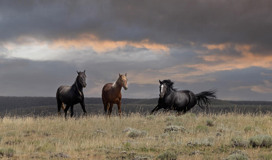 Wild Horses #31 Photograph by Laura Terriere