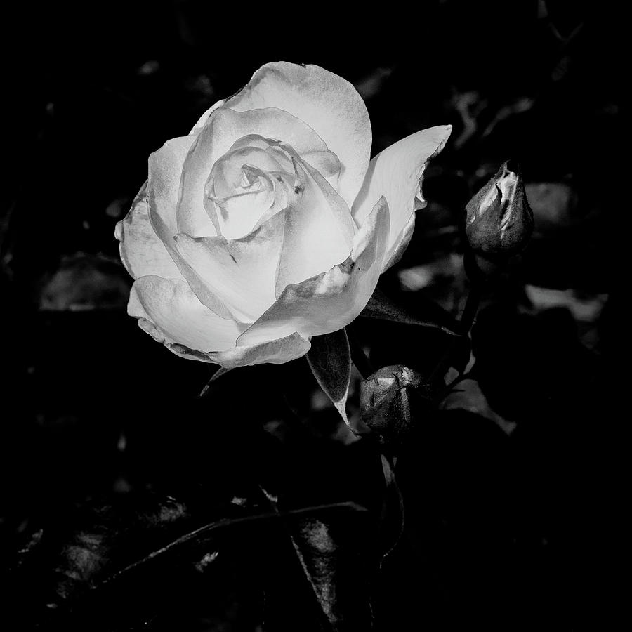Flower Photograph - 31.2024-1 Nicole Carol Miller Rose Black and White #312024 by M K Miller