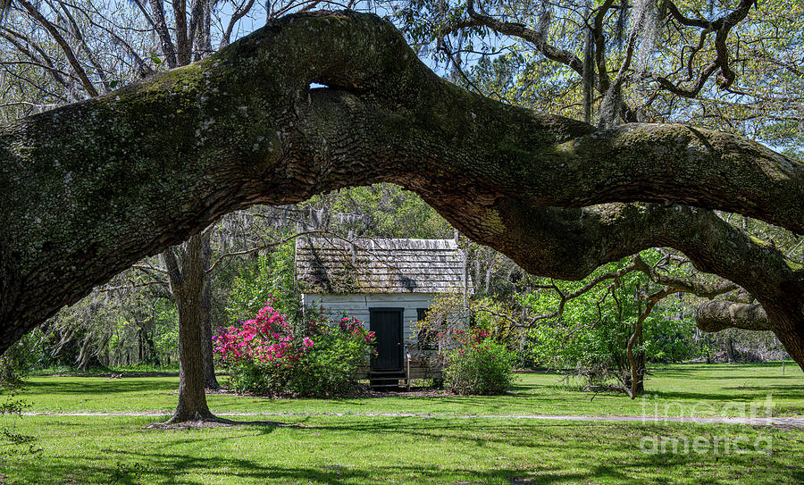 Winds Of Time - Magnolia Plantation Photograph