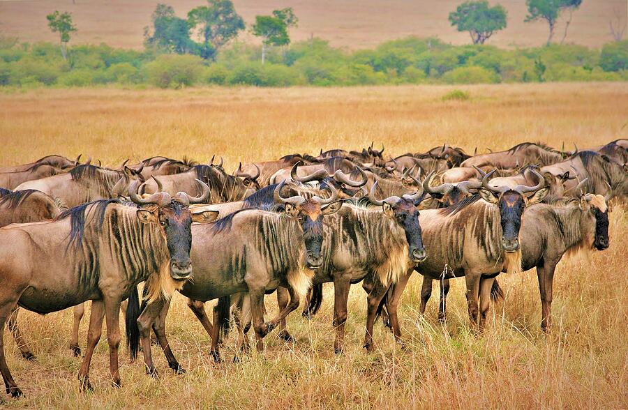 Africa #32 Photograph by John Walsh Africa #32 Photograph by John Walsh