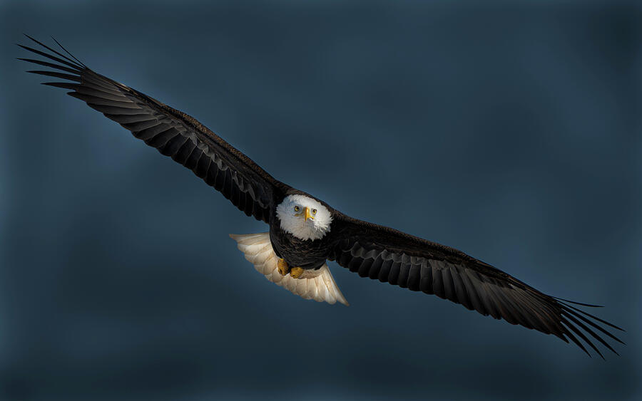 Bald Eagle #32 Photograph by Alan Moore Bald Eagle #32 Photograph by Alan Moore