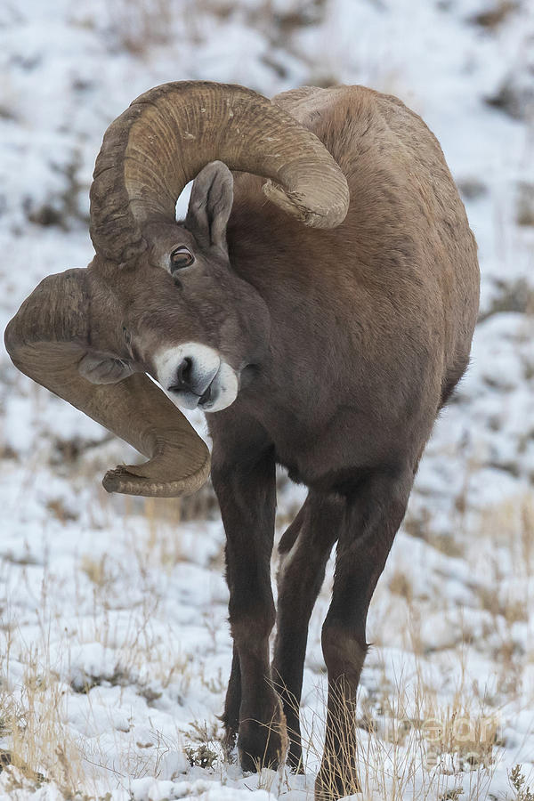 Bighorn sheep ram Photograph by Greg Bergquist | Pixels