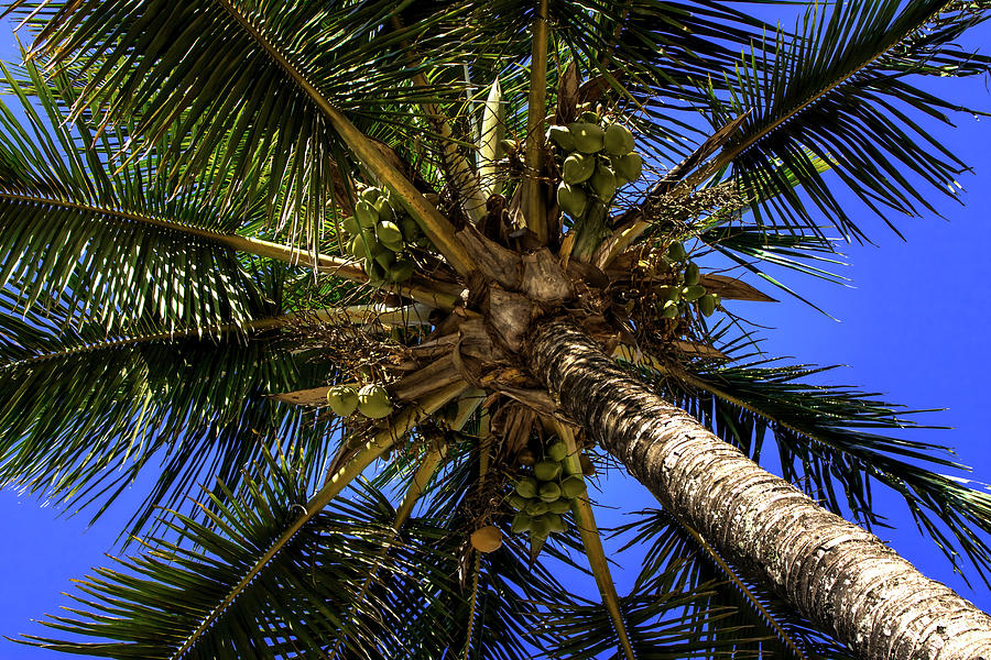 Brazil Trees Photograph by Rafael Benetti | Fine Art America