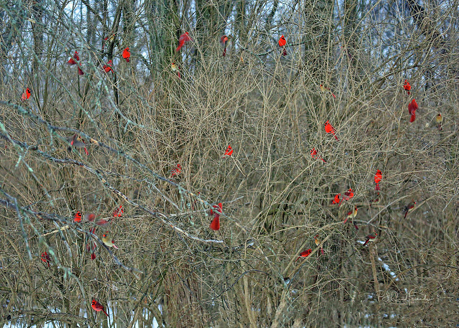Cardinals Galore #32 Photograph by PJQandFriends Photography