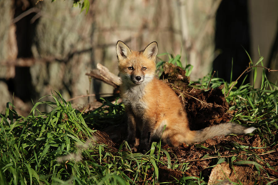 Fox Kit #32 Photograph by Brook Burling