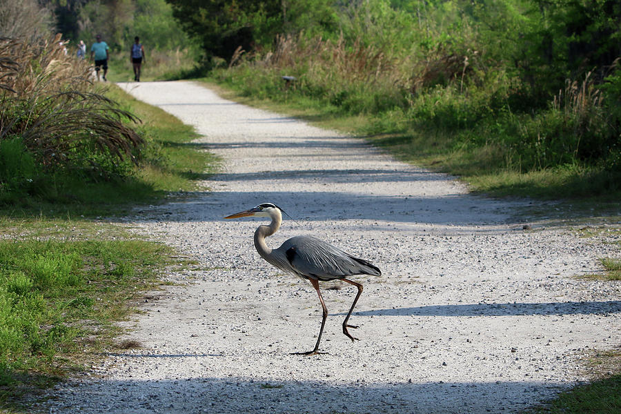 Great Blue Heron Florida #32 Photograph by Bob Savage