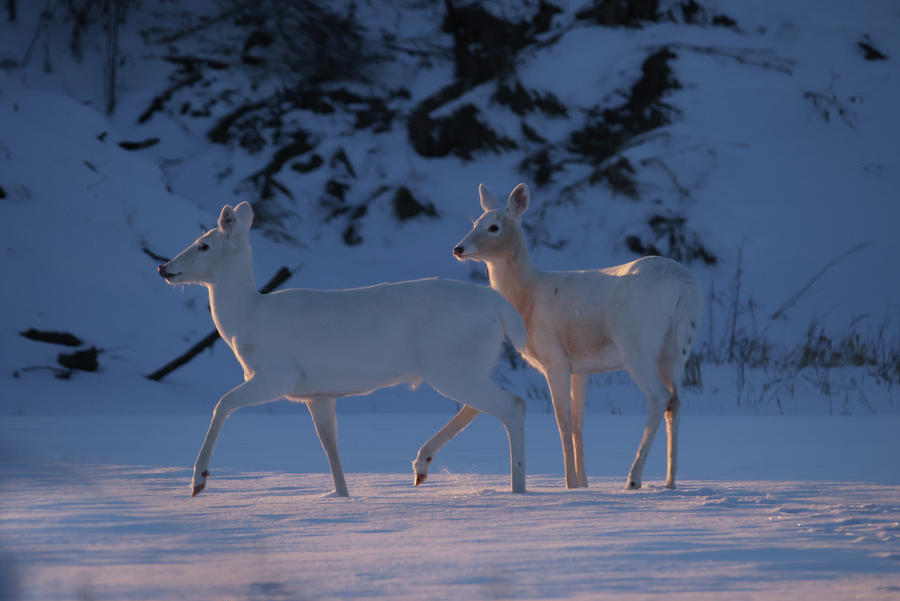 White Deer #32 Photograph by Brook Burling