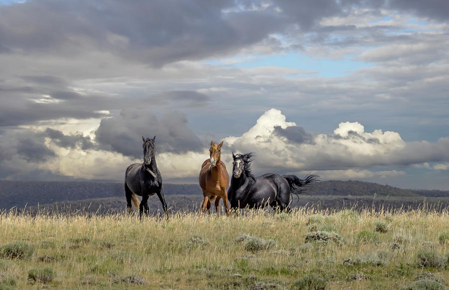 Wild Horses #32 Photograph by Laura Terriere