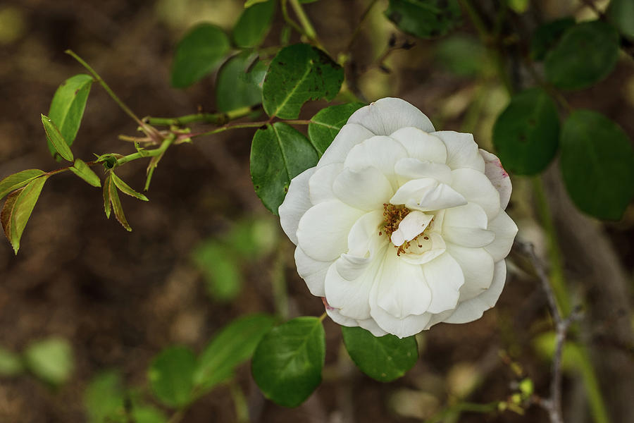 32 2019 4 ICEBERG WHITE ROSE Color Print 322019 Photograph By M K   322019 4 Iceberg White Rose Color Print M K Miller 