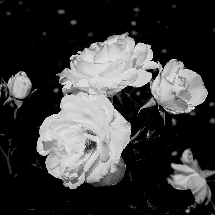 32.2024-1 Nicole Carol Miller Rose Black and White #322024 Photograph by M K Miller