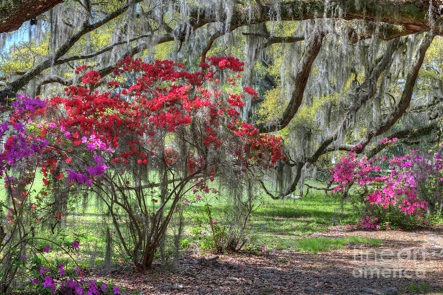 Down The Garden Path - Magnolia Plantation And Garden - Charleston South Carolina Photograph