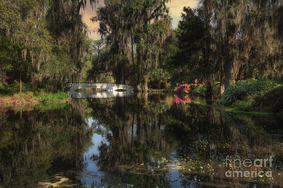Shallow Waters - Magnolia Plantation And Garden Photograph