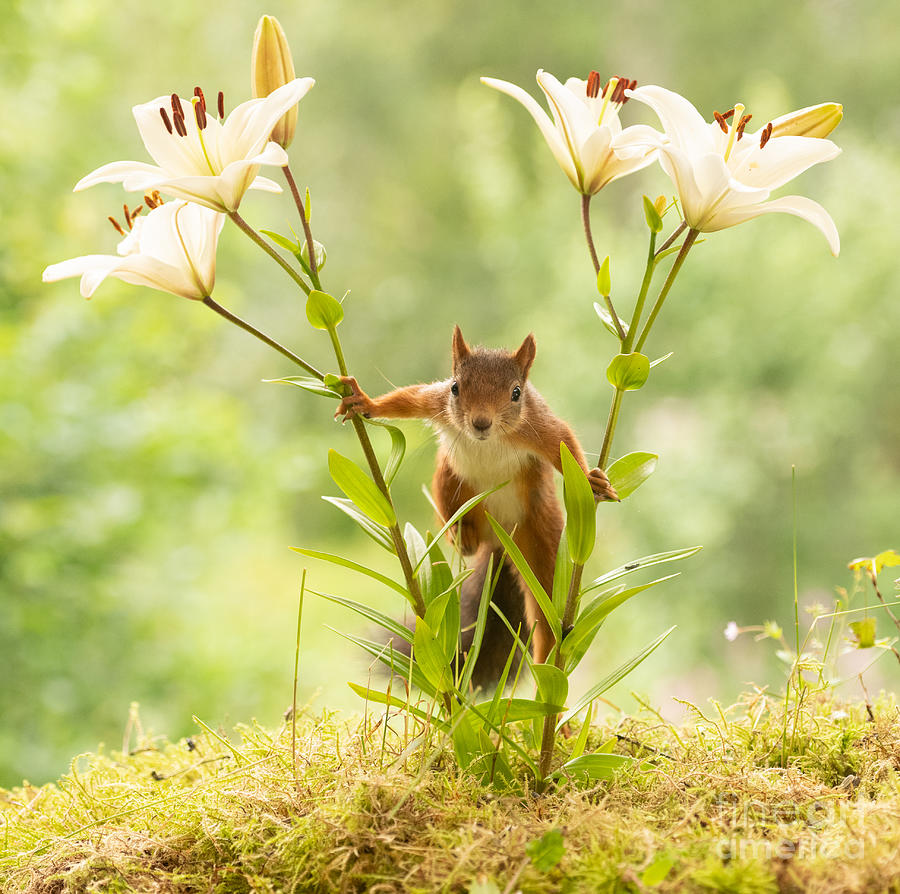 Nature Photograph - Squirrel, red squirrel, Sciurus vulgaris, Eurasian red squirrel, #328 by Geert Weggen