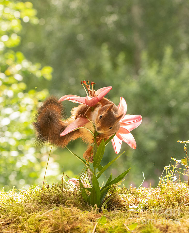 Nature Photograph - Squirrel, red squirrel, Sciurus vulgaris, Eurasian red squirrel, #329 by Geert Weggen