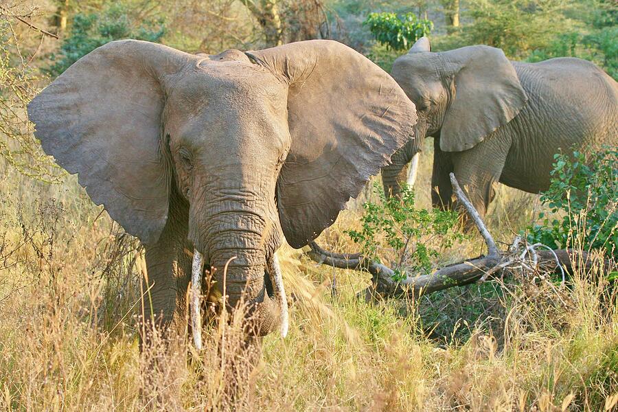 Africa #34 Photograph by John Walsh Africa #34 Photograph by John Walsh