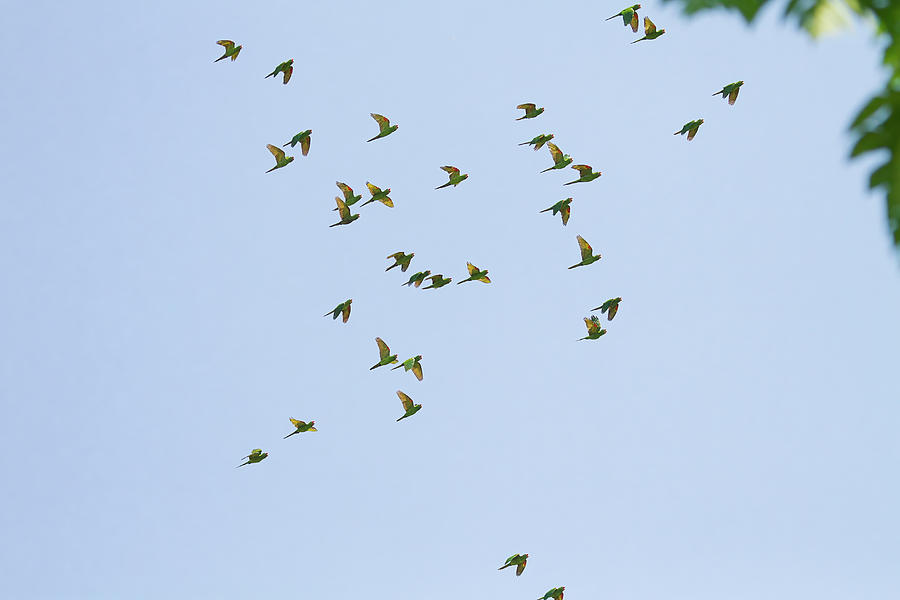 33 Green Parrots Flying - Costa Rica Photograph by Peggy Collins