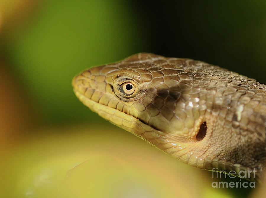 Lizard #33 Photograph by Marc Bittan