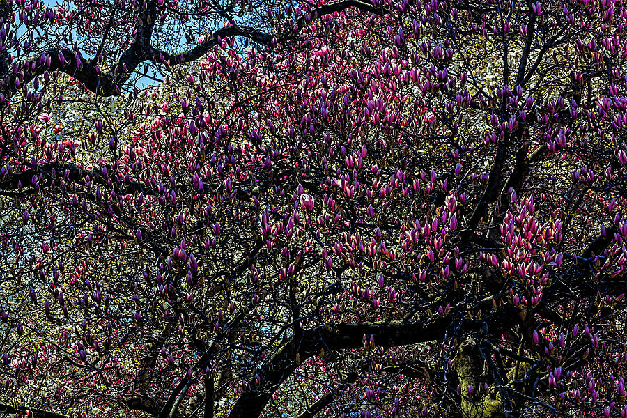 Magnolia Trees #33 Photograph by Robert Ullmann