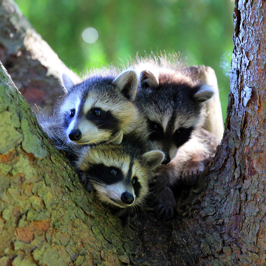 Raccoon babies in the wild Photograph by Paul Ranky - Fine Art America