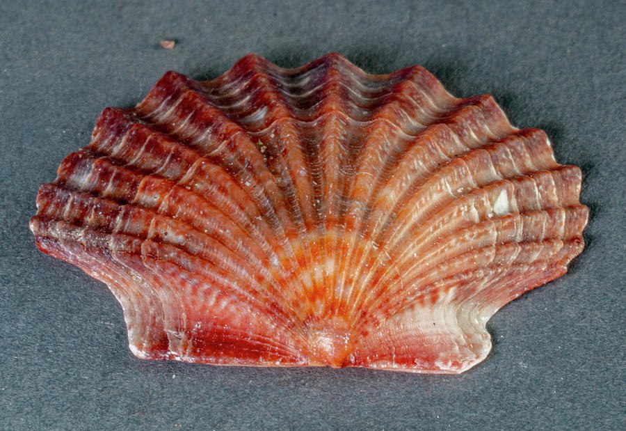 Sea Shells #33 Photograph by Tommy Farnsworth