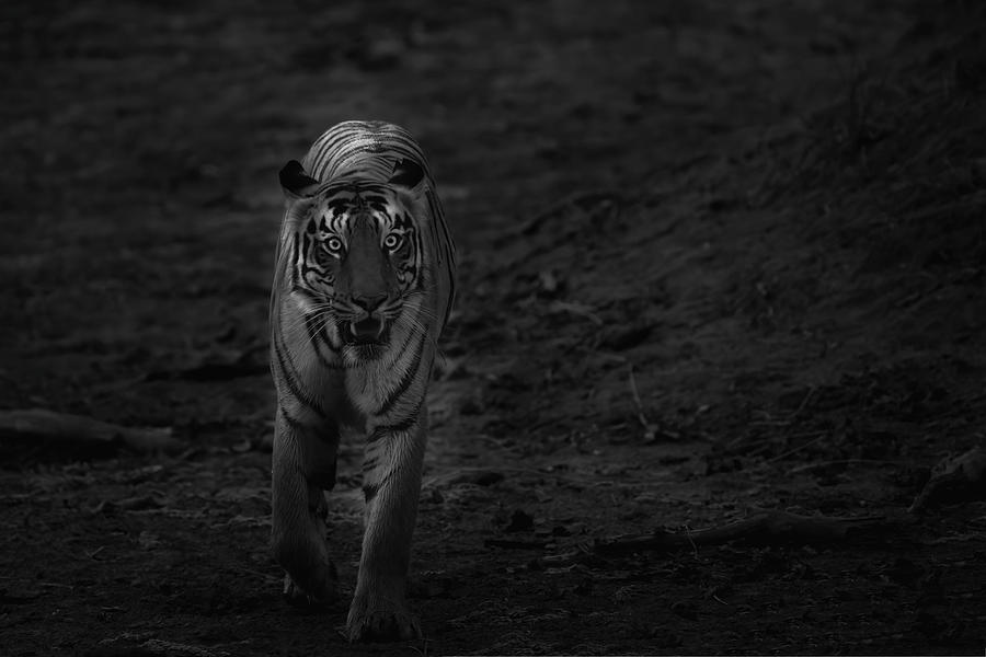 Tiger of Tadoba #33 Photograph by Kiran Joshi