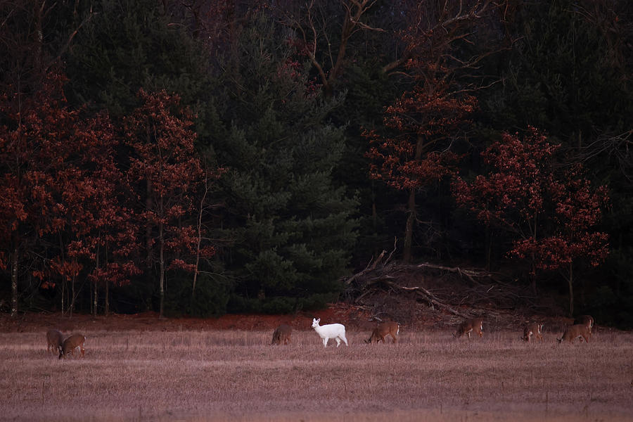 White Deer #33 Photograph by Brook Burling