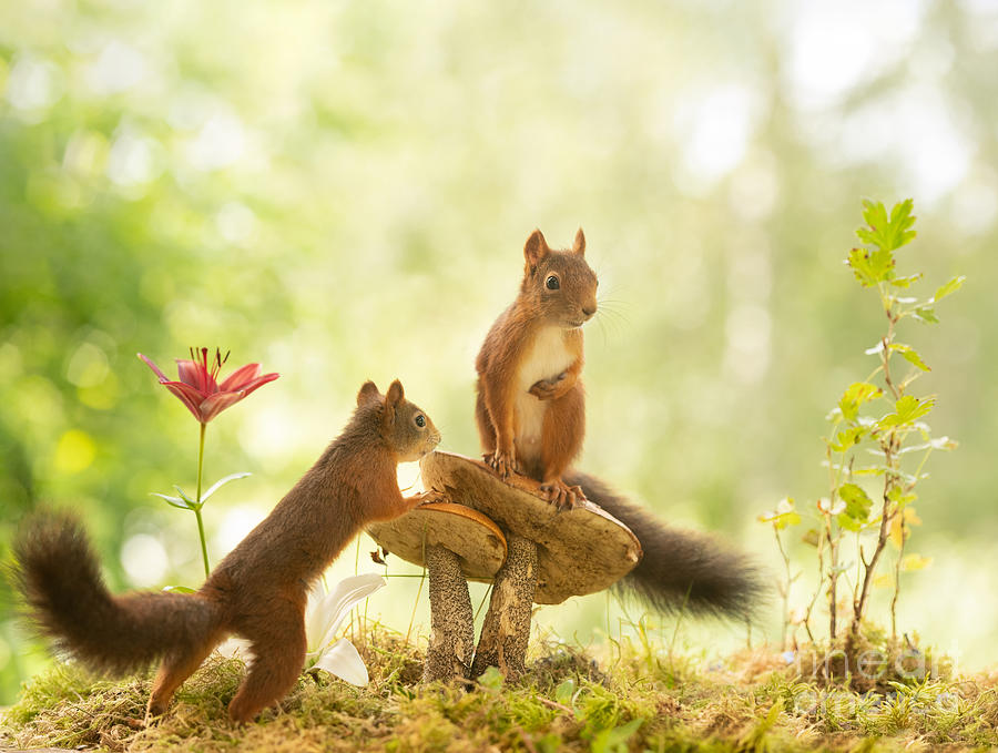 Nature Photograph - Squirrel, red squirrel, Sciurus vulgaris, Eurasian red squirrel, #331 by Geert Weggen