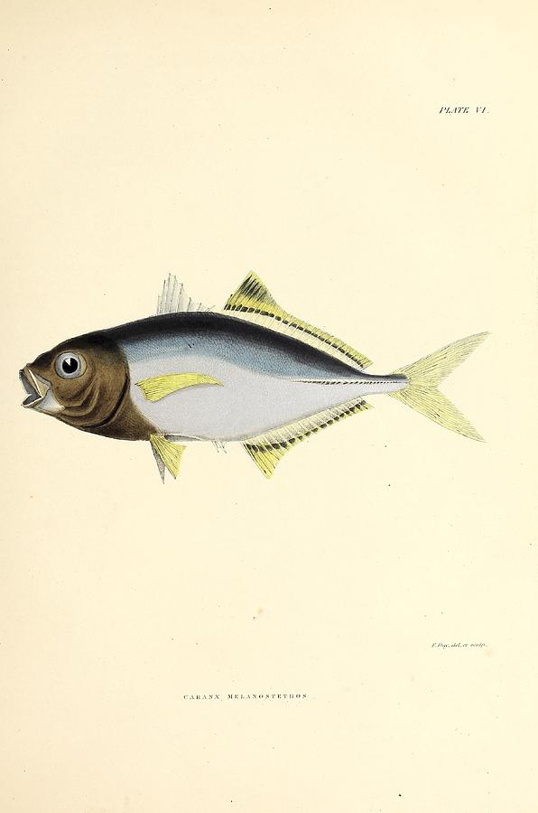 Beautiful Vintage Fish Mixed Media By Beautiful Nature Prints - Fine 