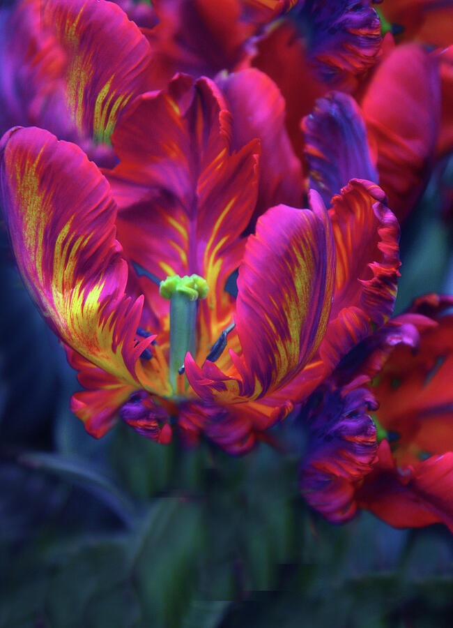 Tulip Photograph - Rapturous Rococo  by Jessica Jenney