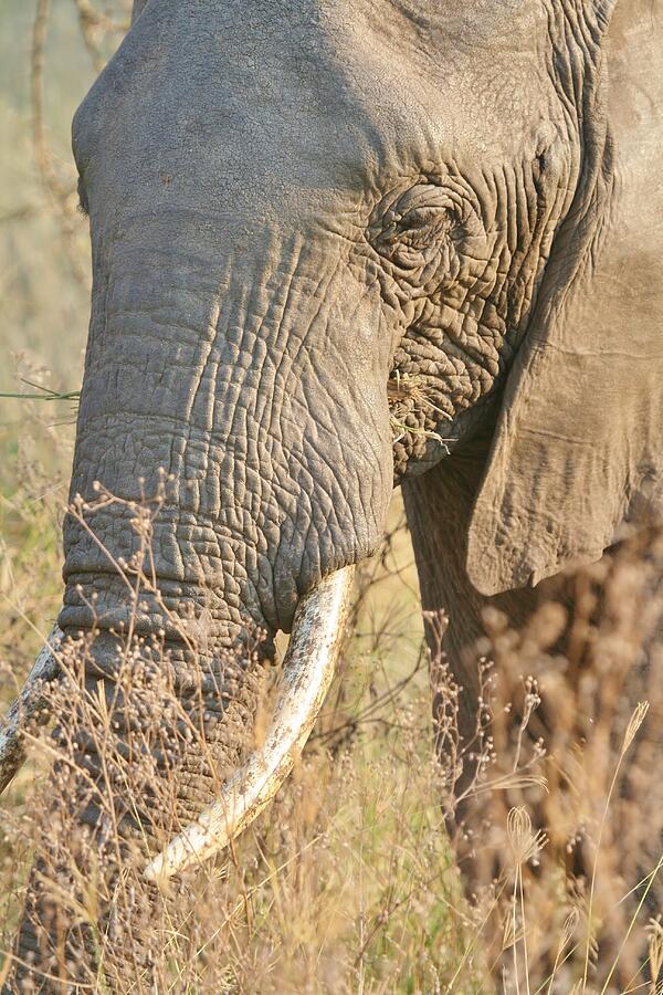 Africa #35 Photograph by John Walsh Africa #35 Photograph by John Walsh