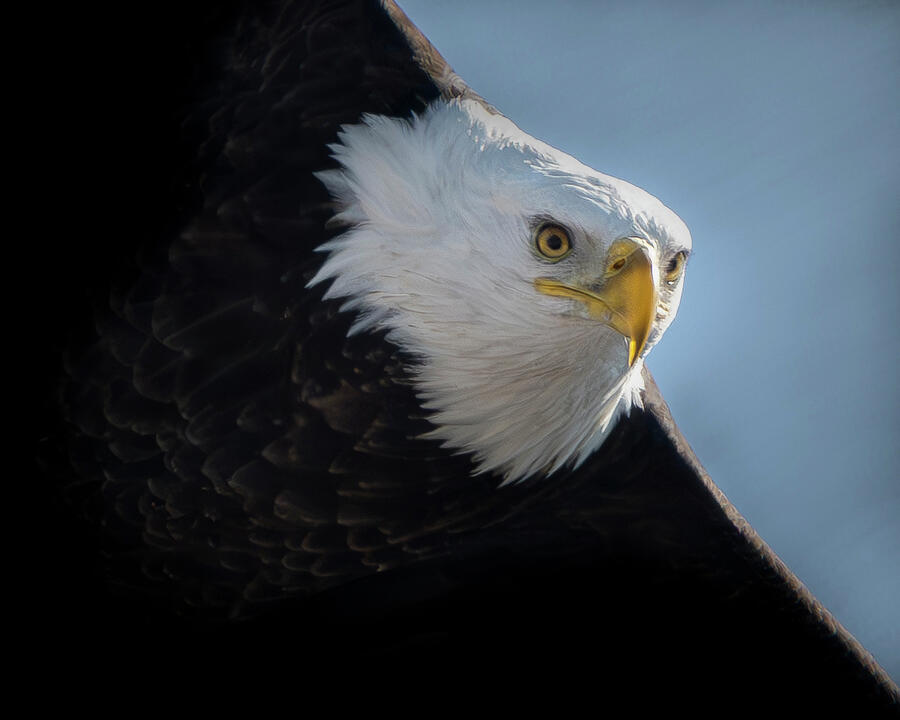 Bald Eagle #34 Photograph by Alan Moore